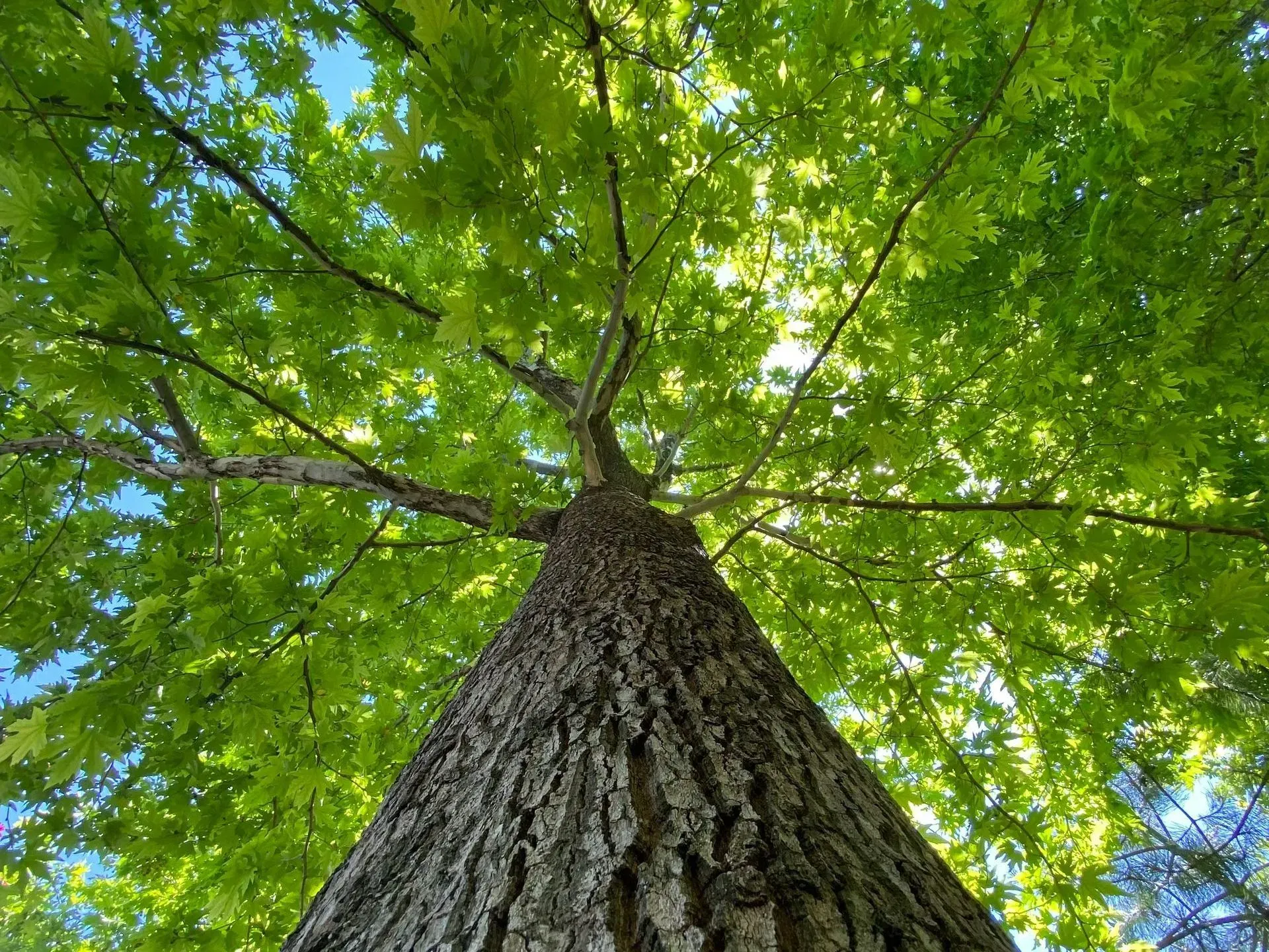 Winding road through lush green forest and deforested hills under a cloudy sky.