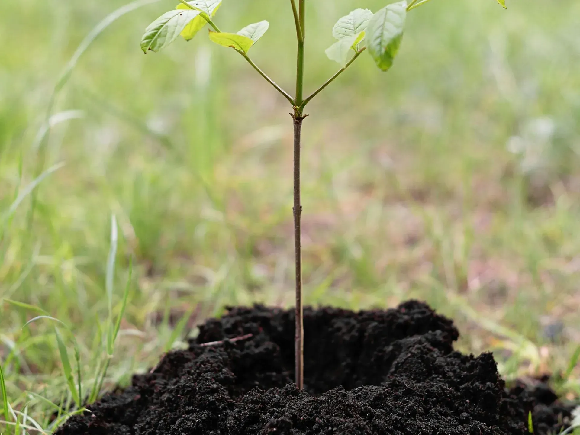 A hurricane, a swirling vortex of white clouds, viewed from space over Earth's curvature.