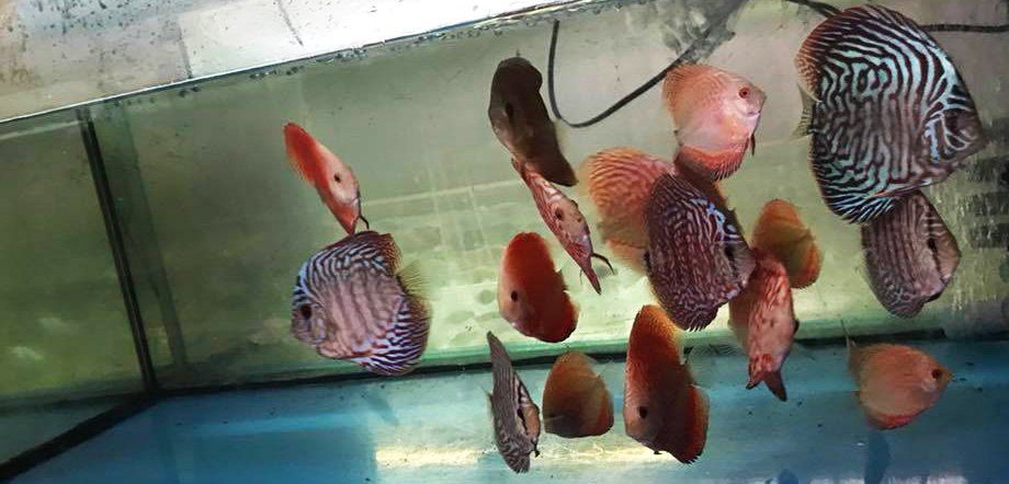 pesce tropicale viola