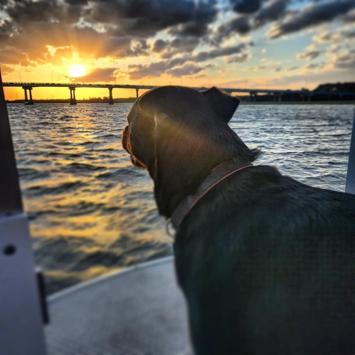 A dog looking out over a body of water at sunset