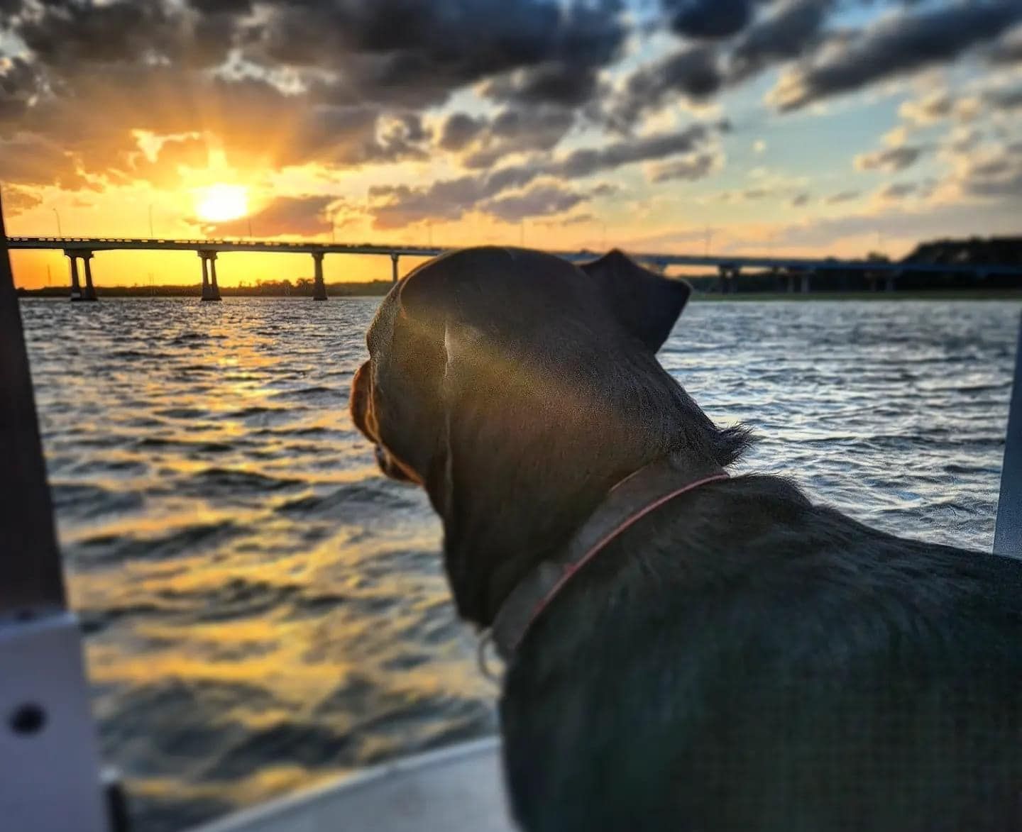 A dog on a boat looking at the sunset over the water
