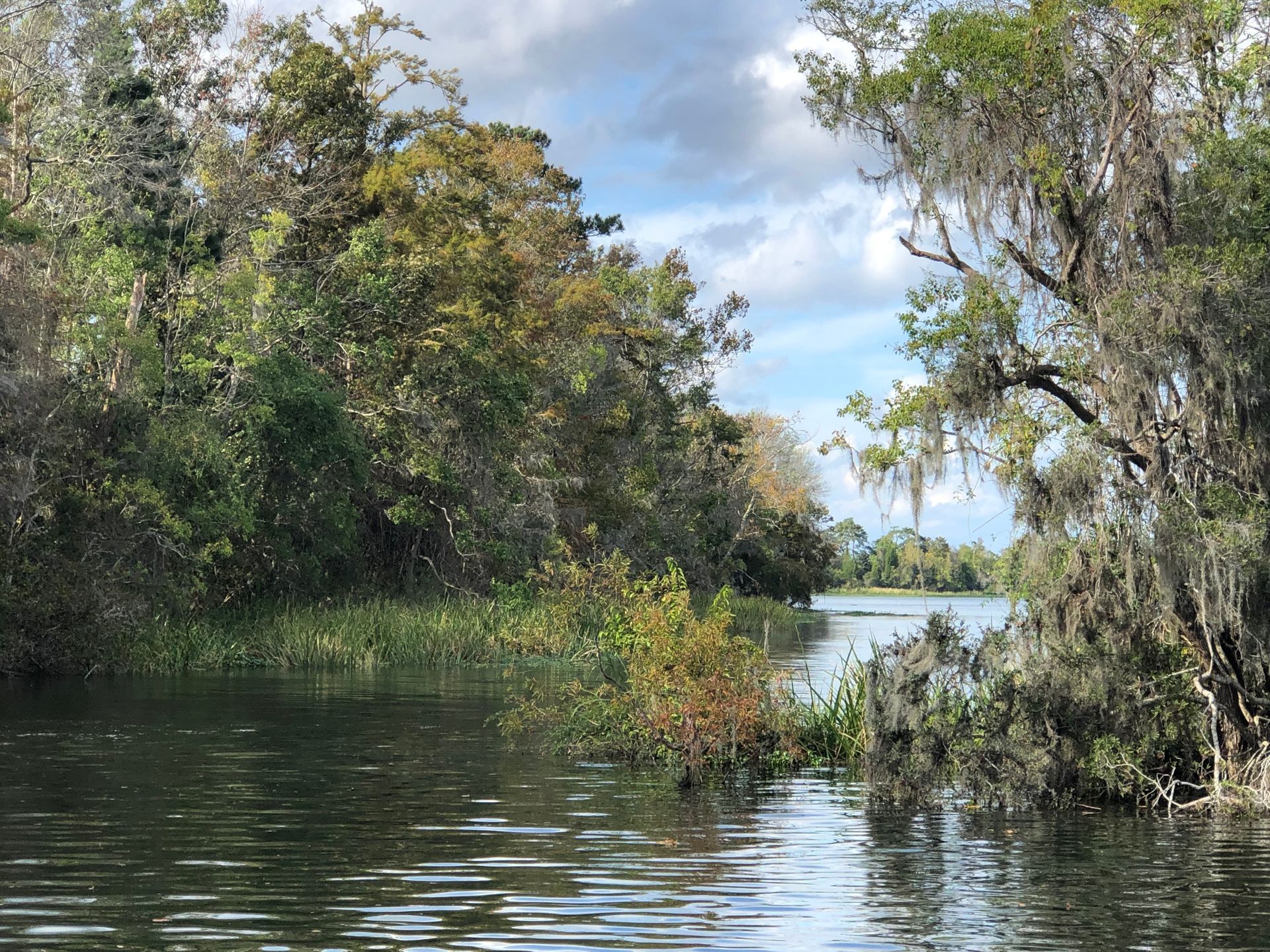 A river surrounded by trees and spanish moss on a cloudy day.