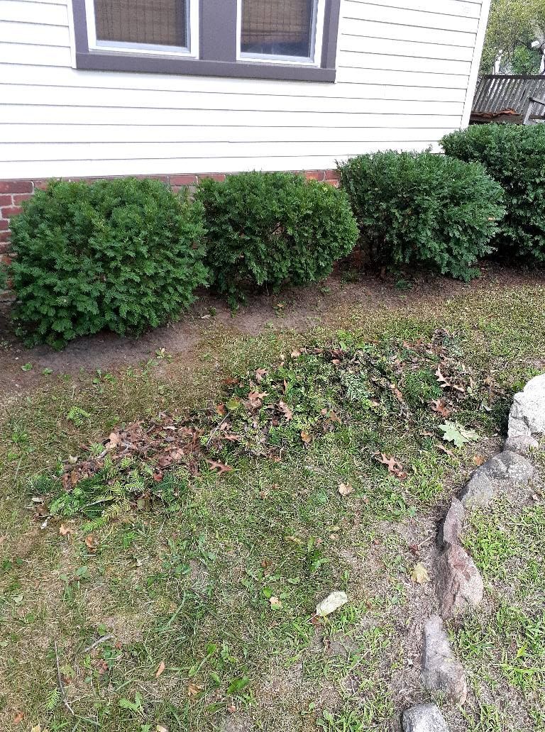 Plant Near House - Clarkston, MI - Logan’s Tree & Landscaping