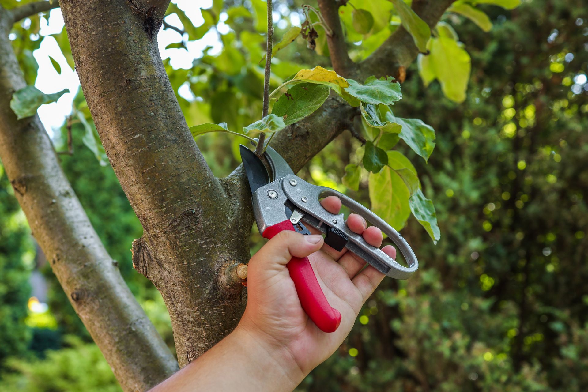Hand using pruning shears to trim a small tree branch amid green foliage.
