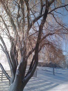 Ice Tree — Park Ridge, IL — Heart & Soul Therapies