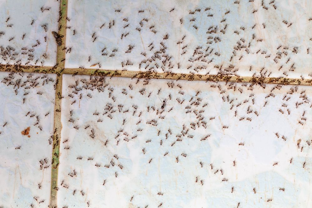 Ant Control Venice Florida