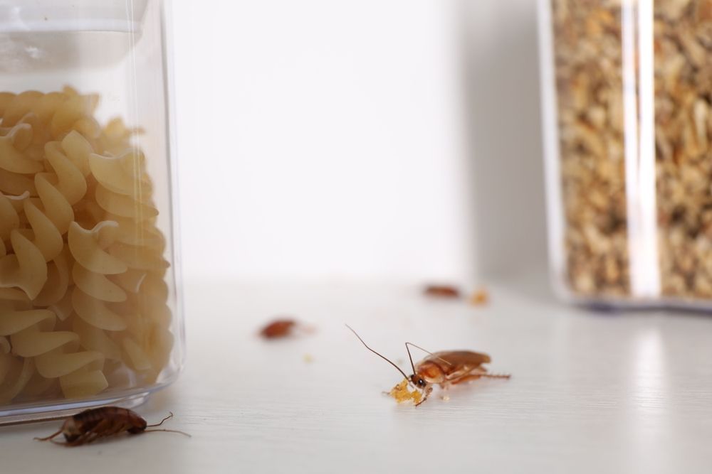 Cockroach Infestations