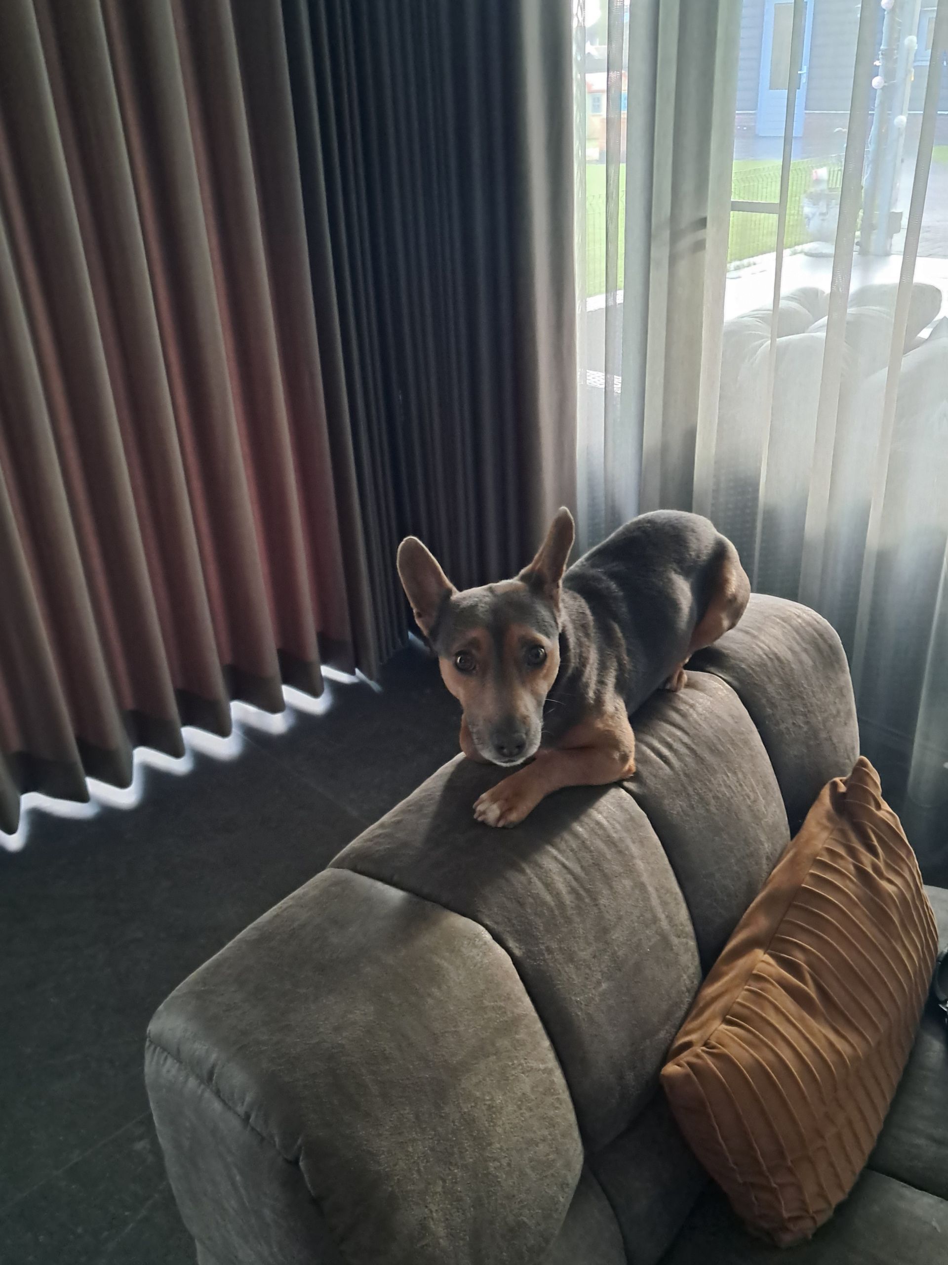 Een hond lacht blij naar de camera, zij ligt in het gras.