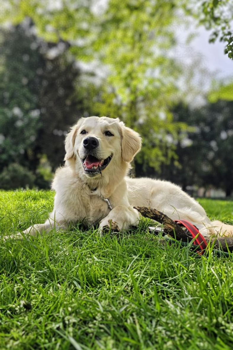 Een hond lacht blij naar de camera, zij ligt in het gras.