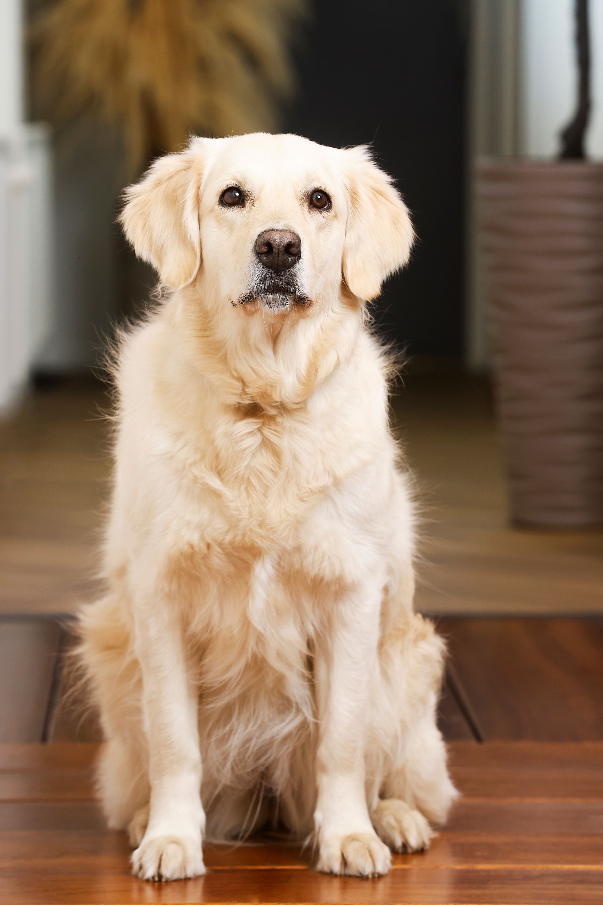 Een hond lacht blij naar de camera, zij ligt in het gras.