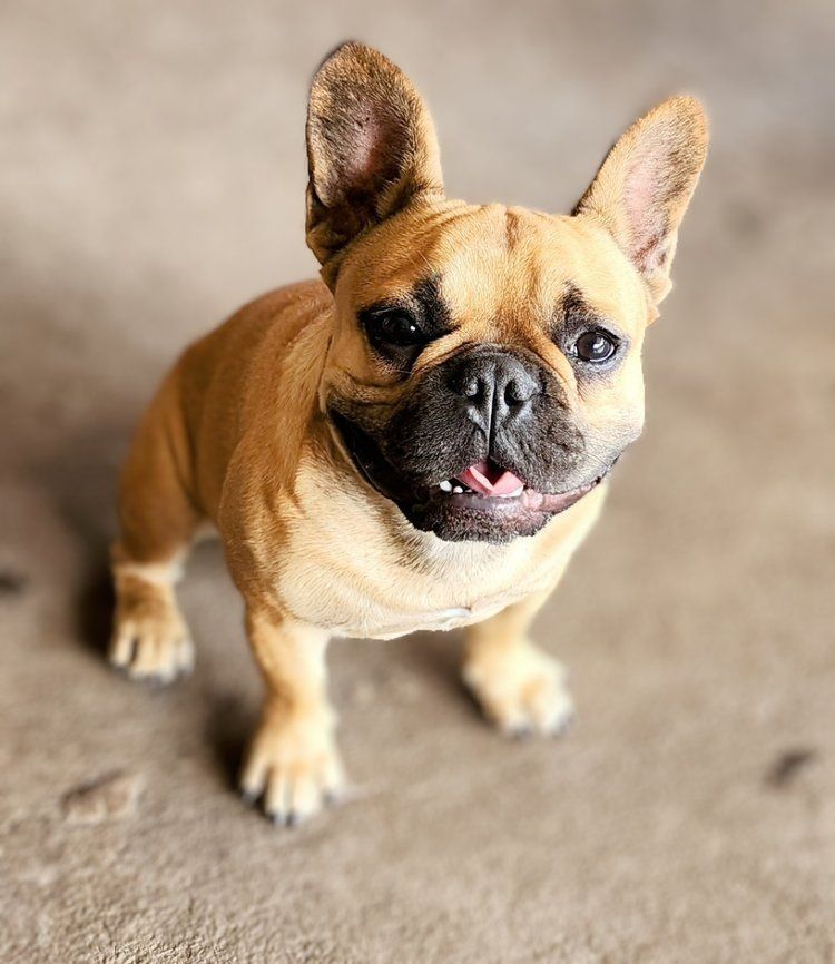 A french bulldog standing on the ground looking up at the camera