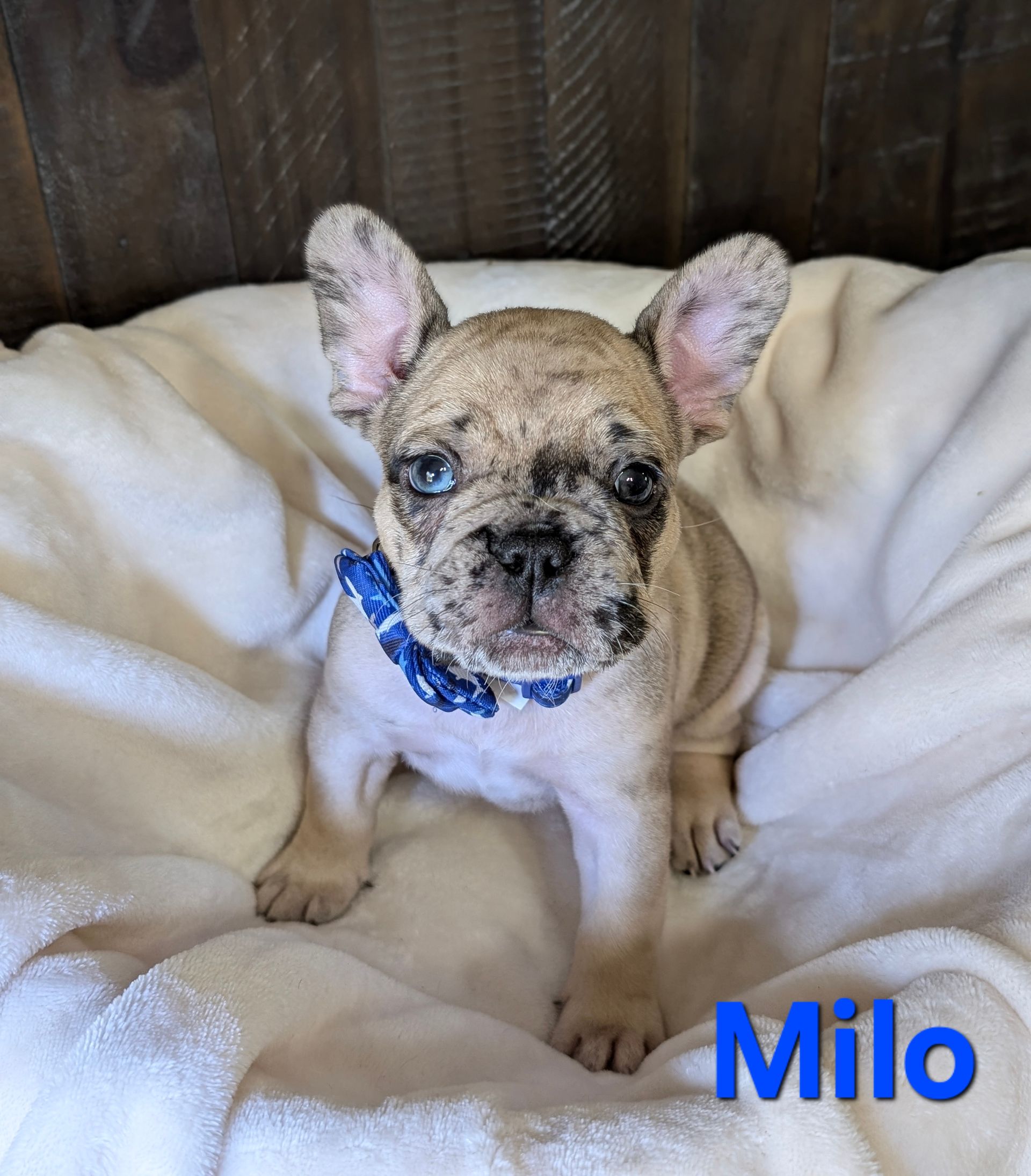 A puppy named milo is laying on a blanket