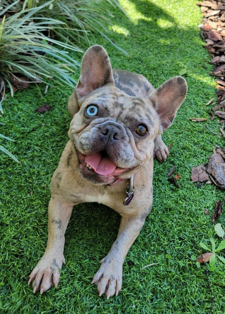 A french bulldog with blue eyes is laying on the grass.