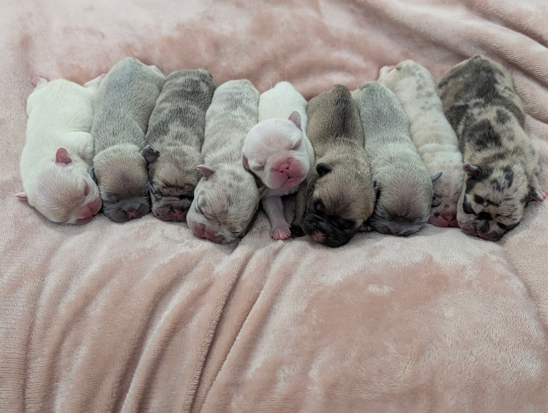 A group of pug puppies are sleeping on a pink blanket.