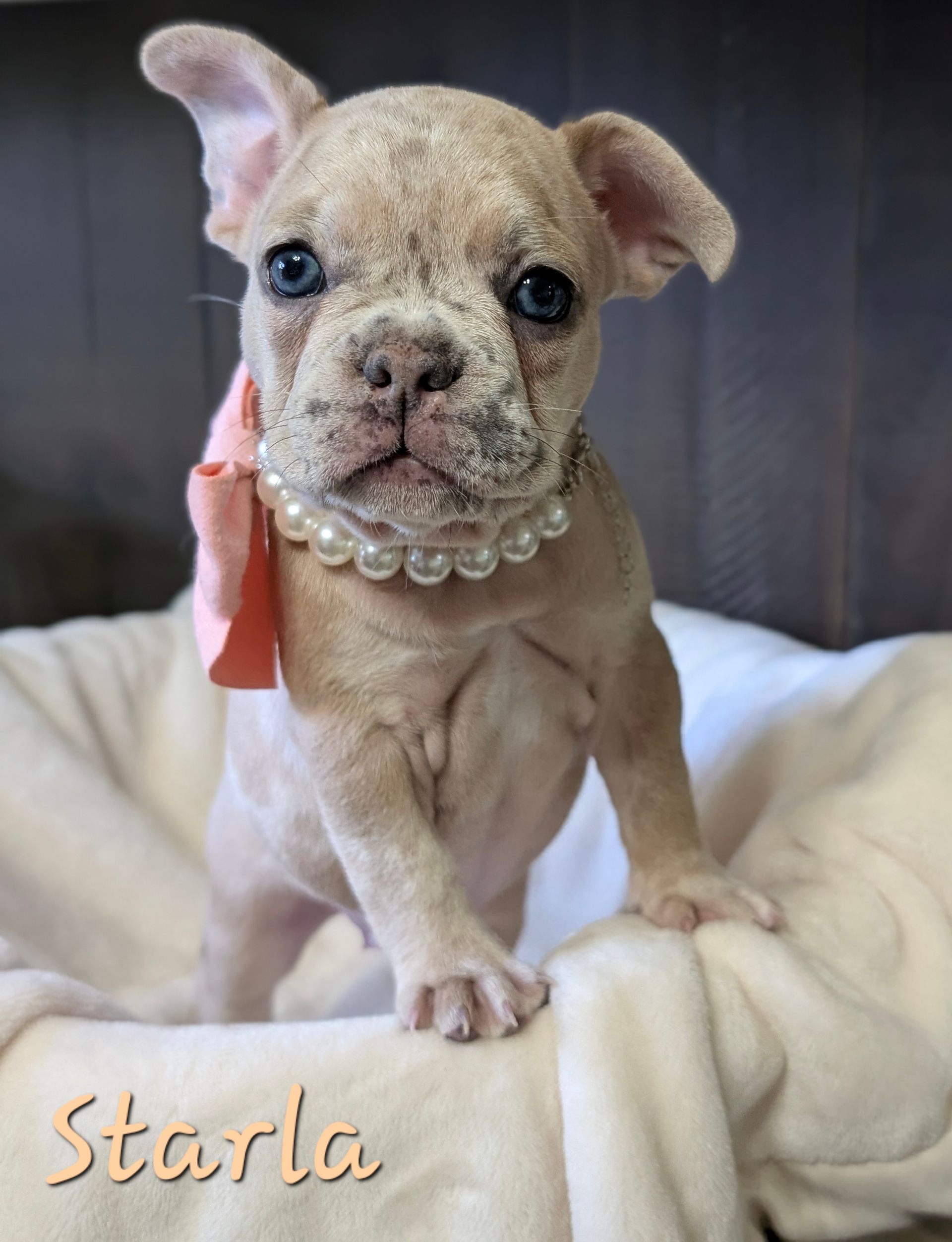 A puppy wearing a pearl necklace is named starla