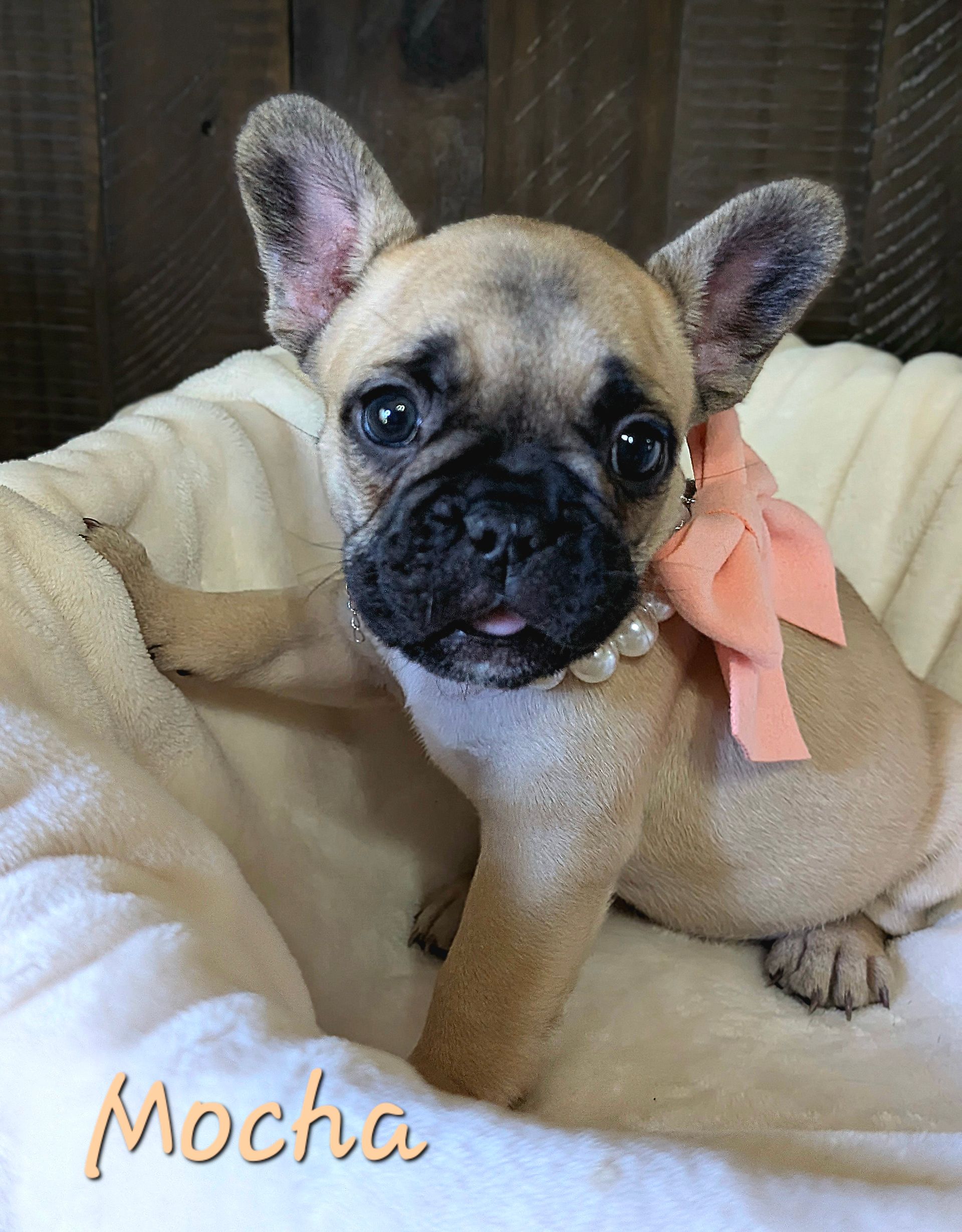 A french bulldog puppy wearing a pink bow is sitting on a bed.