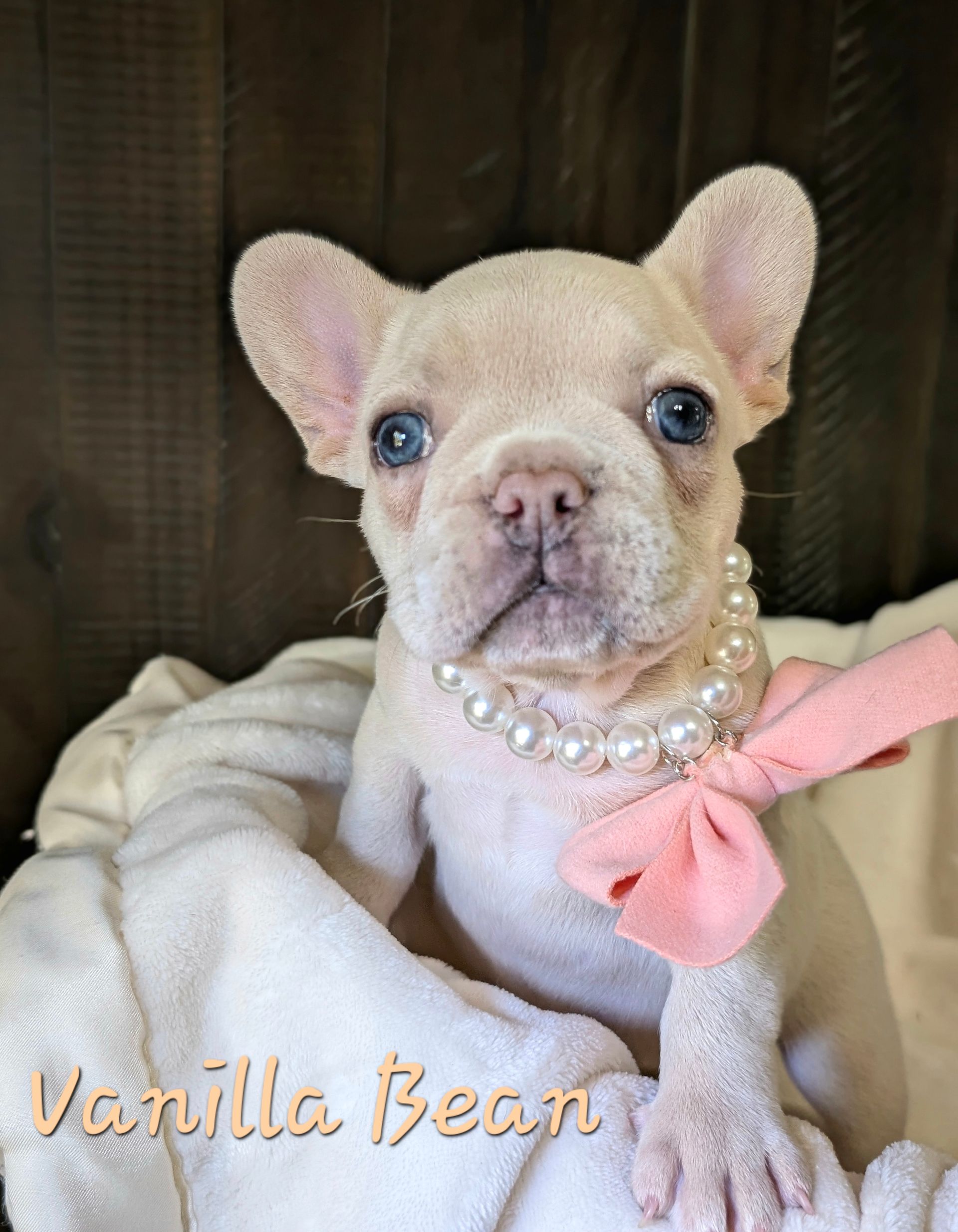 A white french bulldog puppy wearing a pearl necklace and a pink bow.