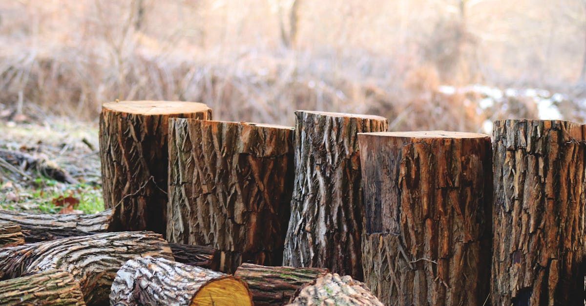 A pile of logs sitting on top of each other in a forest.