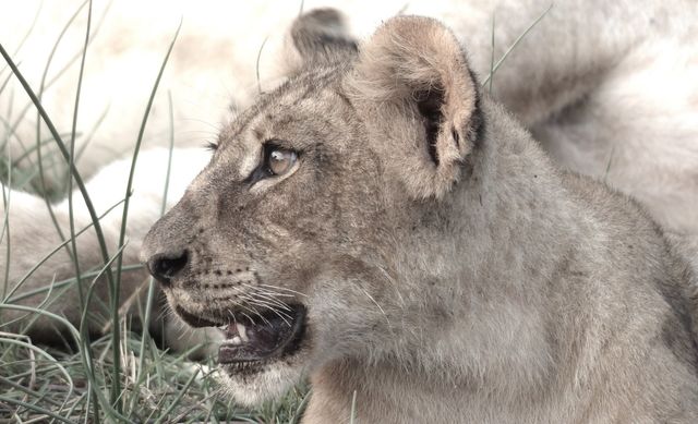 8 Iconic African Animals and Where to Find Them | New World Safaris