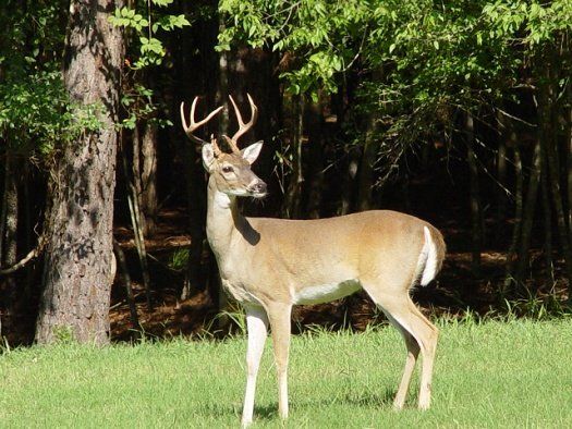 Buck - Male deer in field