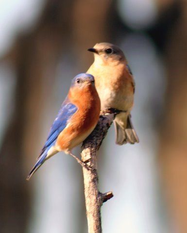 Bluebirds - Photo by Dick D.