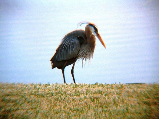Blue Heron - Photo by Carol C.