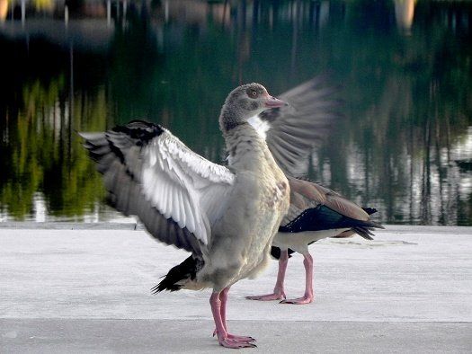 Egyptian Duck - Photo by Carol C.