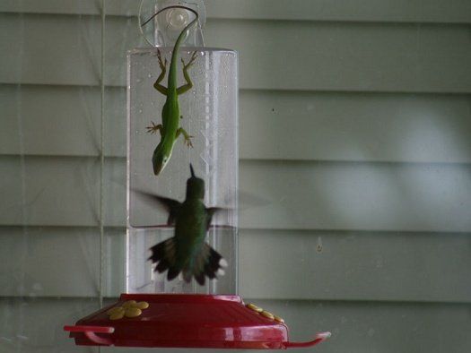 Hummer and Lizard - Photo by Judy G.