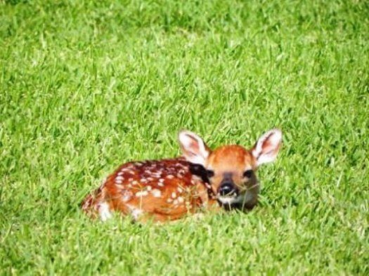 Newborn Fawn - Photo by Carol C.