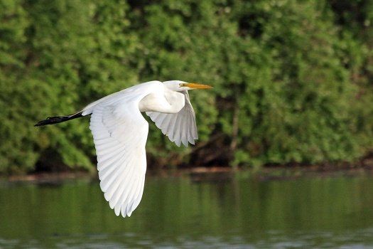 Egret - Photo by Judy G.