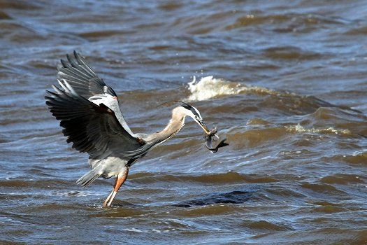 Heron with fish - Photo by Judy G.