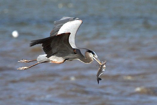 Heron with fish - Photo by Judy G.