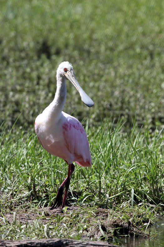 Spoonbill - Photo by Judy G.