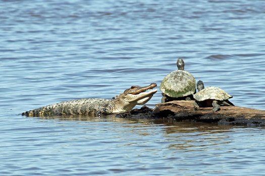 Gator and Turtle - Photo by Judy G.