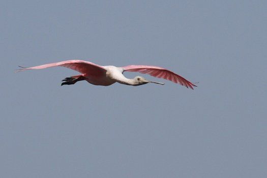 Spoonbill - Photo by Judy G.