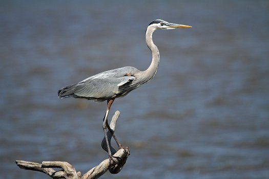 Heron - Photo by Judy G.