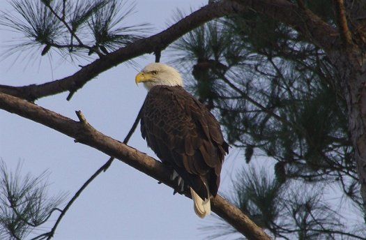 Bald Eagle