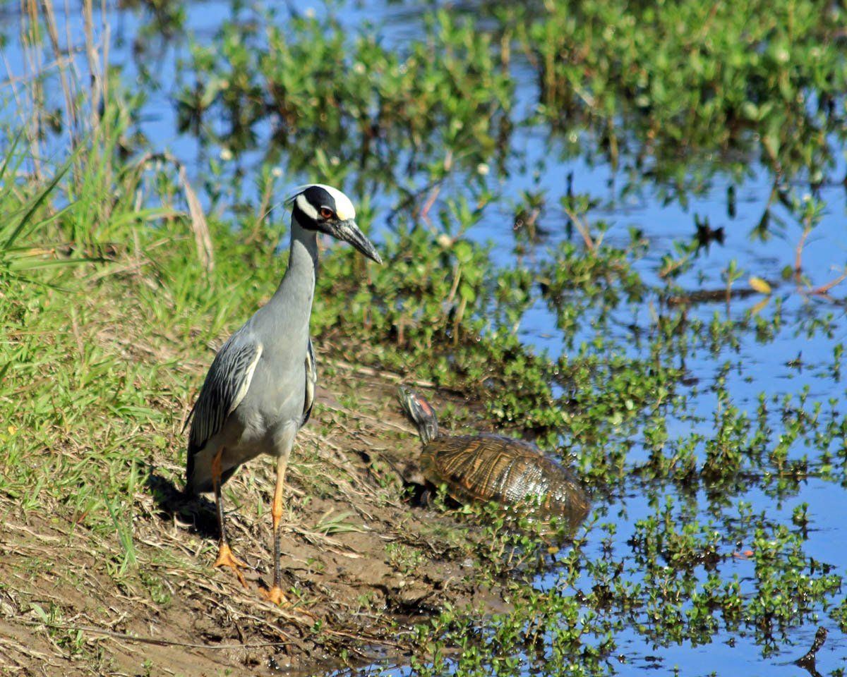 Westwood Shores Wildlife