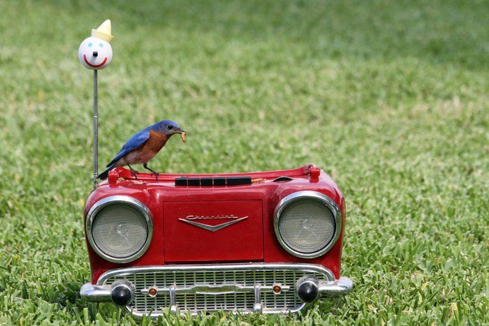 Westwood Shores Wildlife