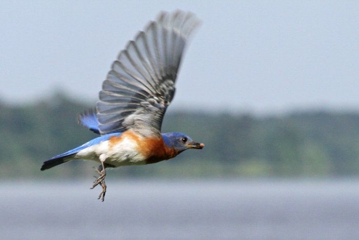 Westwood Shores Wildlife