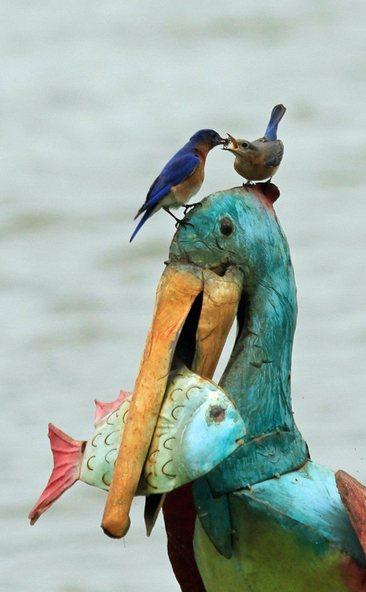 Westwood Shores Wildlife