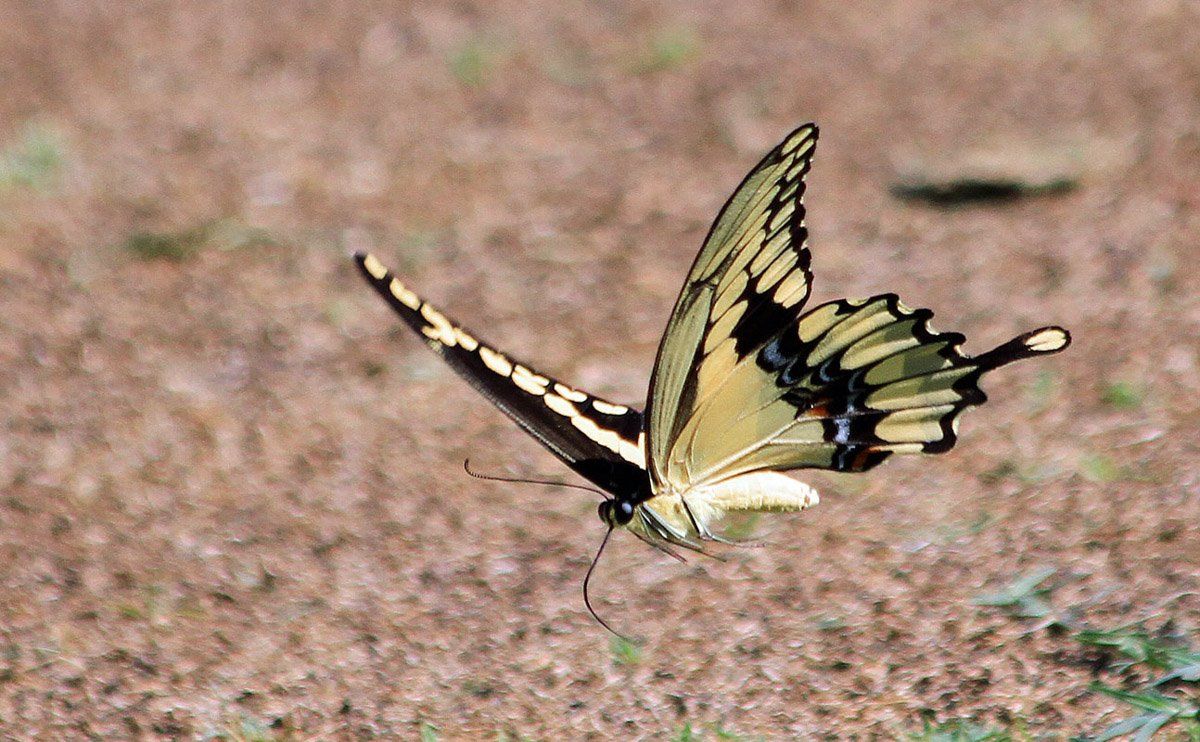 Westwood Shores Wildlife