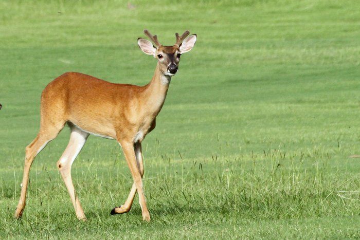 Westwood Shores Wildlife