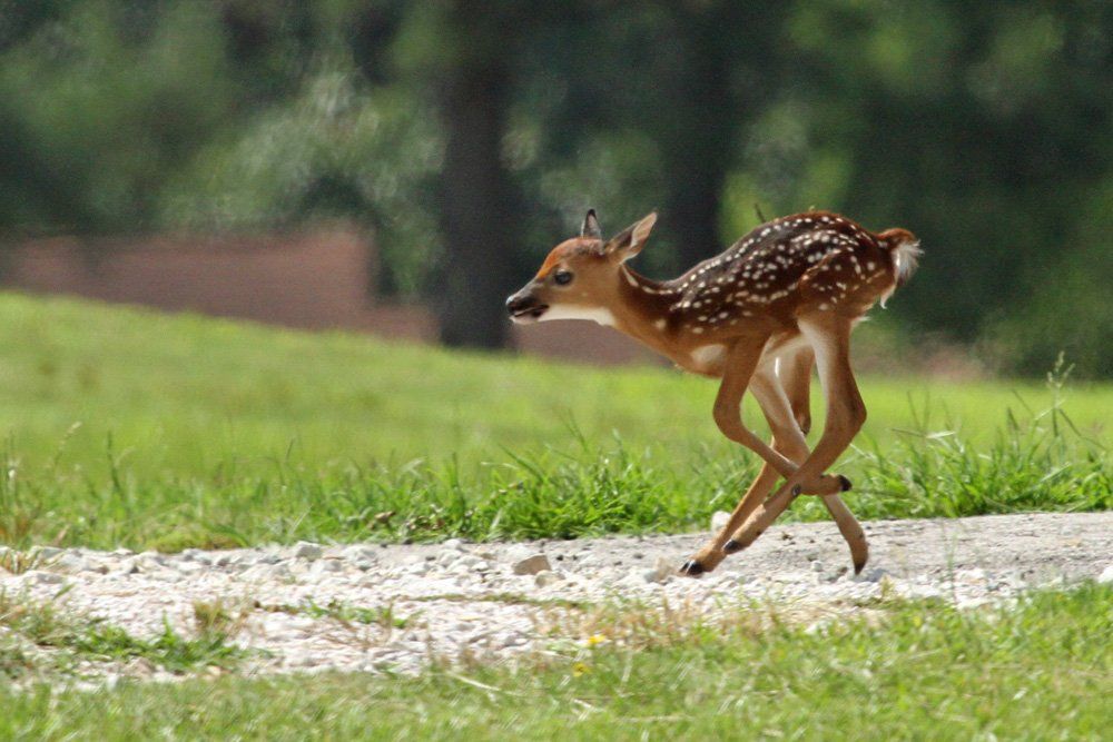 Westwood Shores Wildlife