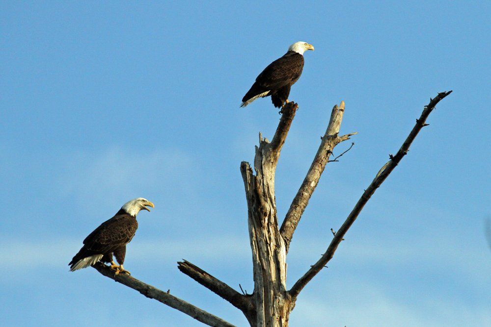 Westwood Shores Wildlife