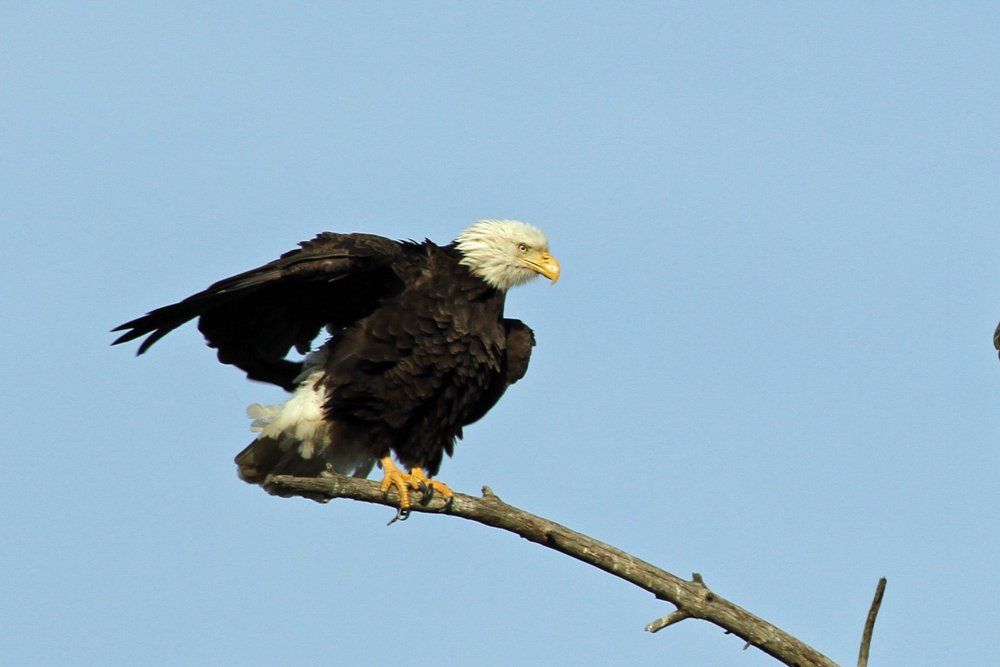Westwood Shores Wildlife