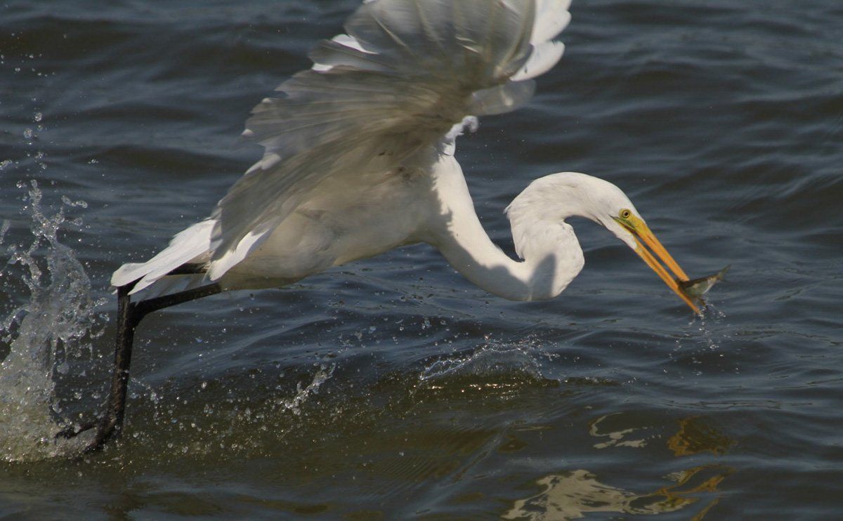 Westwood Shores Wildlife