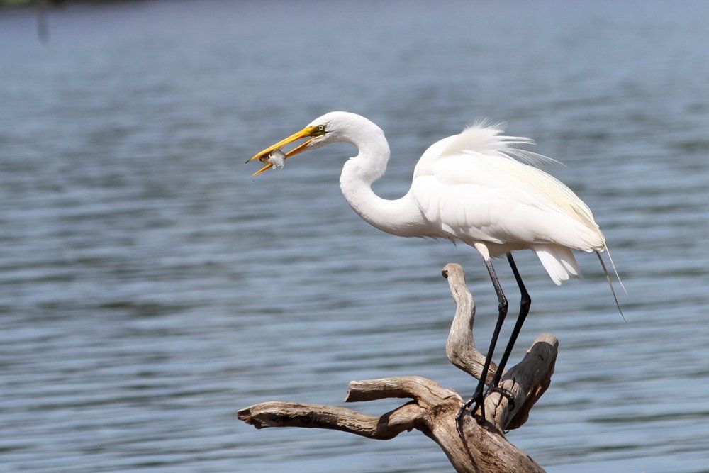 Westwood Shores Wildlife