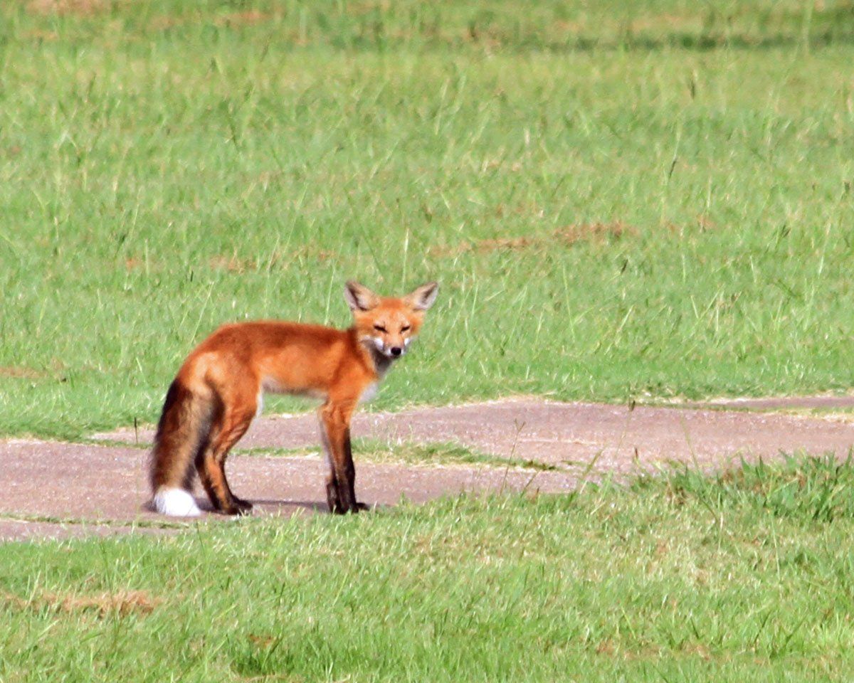 Westwood Shores Wildlife