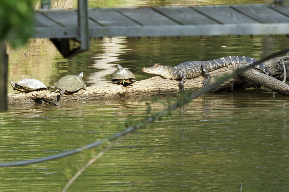 Westwood Shores Wildlife